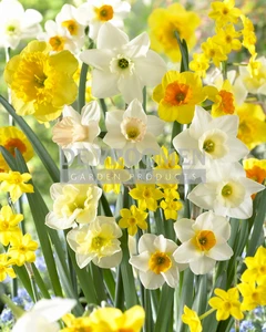 Narcissus Fragrant Meadow Blend