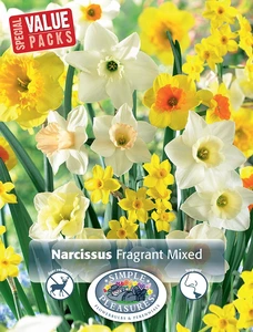 Narcissus Fragrant mixed | Cappers 20 x 15