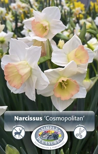 Narcissus Jonquilla Cosmopolitan | Cappers 5 x 12