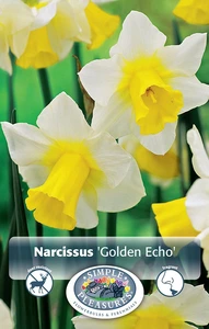 Narcissus Jonquilla Golden Echo | Cappers 5 x 12