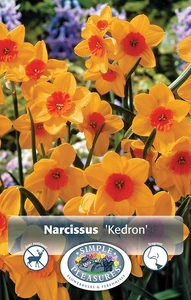 Narcissus Jonquilla Kedron | Cappers 5 x 12