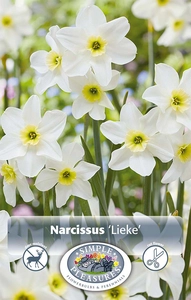 Narcissus Jonquilla Lieke | Cappers 8 x 16