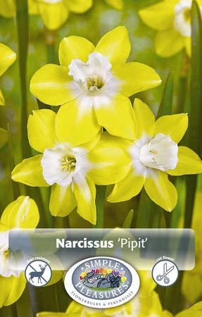 Narcissus Jonquilla Pipit | Cappers 10 x 12