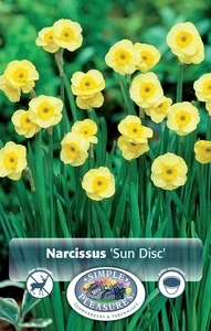 Narcissus Jonquilla Sun Disc | Cappers 10 x 12