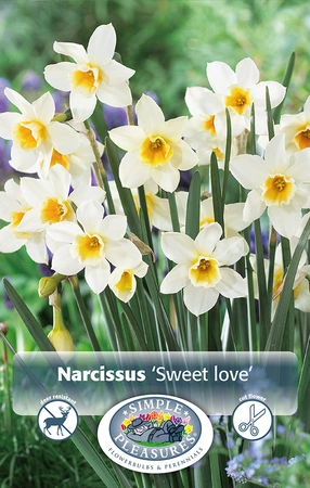 Narcissus Jonquilla Sweet Love | Cappers 10 x 12