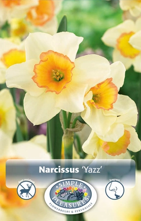 Narcissus Jonquilla Yazz | Cappers 10 x 12