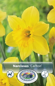 Narcissus Large Cup Carlton | Cappers 5 x 12