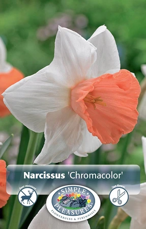 Narcissus Large Cup Chromacolor | Cappers 5 x 12