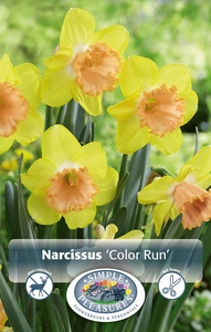 Narcissus Large Cup Color Run | 60 pce