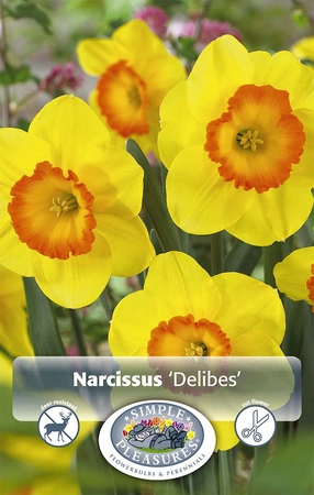 Narcissus Large Cup Delibes | Cappers 5 x 16