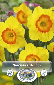 Narcissus Large Cup Delibes | Cappers 5 x 16