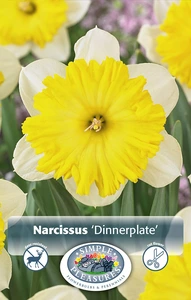 Narcissus Large Cup Dinnerplate | Cappers 3 x 16