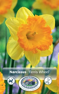 Narcissus Large Cup Ferris Wheel | 60 pce