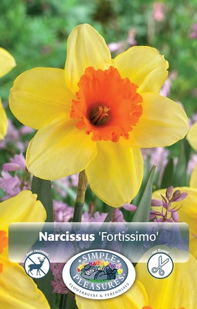 Narcissus Large Cup Fortissimo | 60 pce