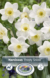 Narcissus Large Cup Frosty Snow | Cappers 5 x 16