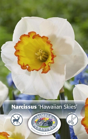 Narcissus Large Cup Hawaiian Skies | 60 pce