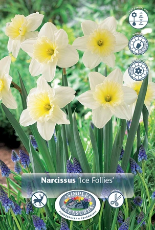 Narcissus Large Cup Ice Follies | 150 pce