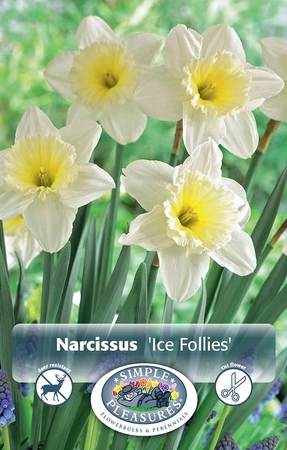 Narcissus Large Cup Ice Follies | Cappers 5 x 12