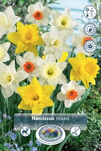 Narcissus Large Cup Mixed | 200 pce