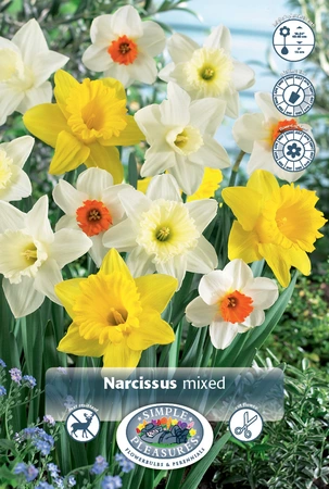 Narcissus Large Cup Mixed | 250 pce