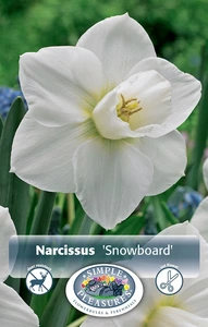 Narcissus Large Cup Snowboard | Cappers 5 x 12