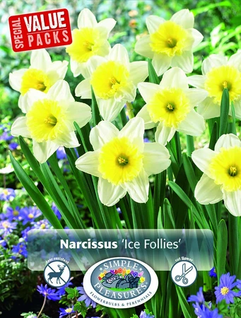 Narcissus Large Cupped Ice Follies | Cappers 12 x 20