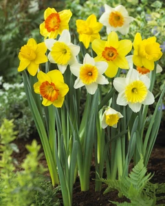 Narcissus Large Cupped Mixed