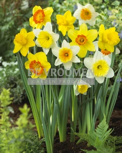 Narcissus Large Cupped Mixed