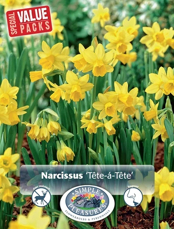 Narcissus Miniature Cyclamineus Tete-a-Tete | Cappers 25 x 15