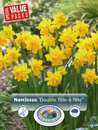 Narcissus Miniature Double Tete a | Cappers 25 x 15