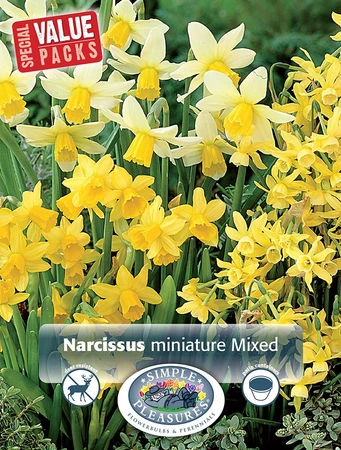 Narcissus Miniature mixed | Cappers 20 x 15