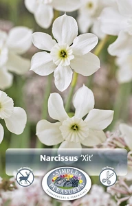 Narcissus Miniature Xit | 60 pce