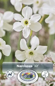 Narcissus Miniature Xit | Cappers 5 x 12