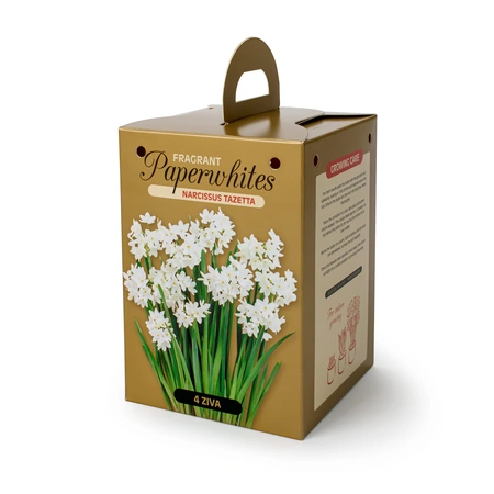 Narcissus Paperwhite | Cappers 4 x 8