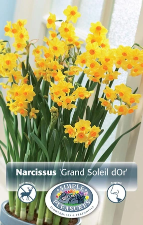 Narcissus Paperwhite Grand Soleil D'Or | 50 pce