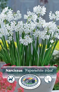 Narcissus Paperwhite Inbal | Cappers 4 x 15