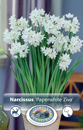 Narcissus Paperwhite Ziva | Cappers 4 x 15