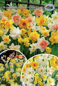 Narcissus Scented Mix | Cappers 35 x 20