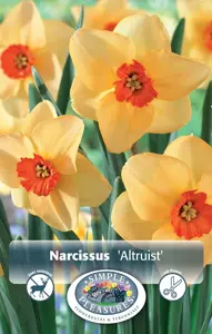 Narcissus Small Cup Altruist | 60 pce