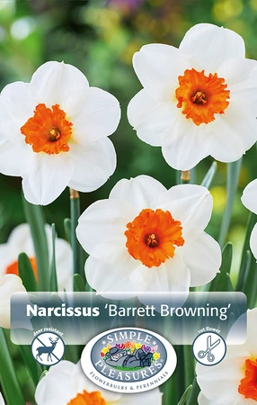 Narcissus Small Cup Barret Browning | 60 pce