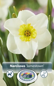 Narcissus Small Cup Jamestown | 60 pce