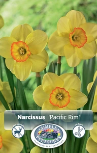 Narcissus Small Cup Pacific Rim | 60 pce