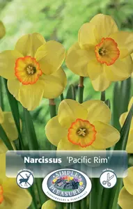 Narcissus Small Cup Pacific Rim | Cappers 5 x 12