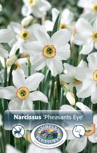 Narcissus Small Cup Pheasants Eye | Cappers 5 x 12