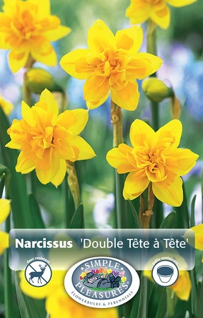 Narcissus Specialty Double Tete-a-Tete | Cappers 5 x 16