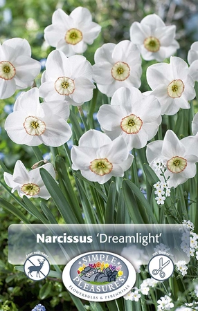 Narcissus Specialty Dreamlight | Cappers 5 x 20