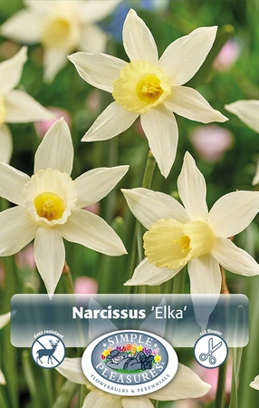 Narcissus Specialty Elka | Cappers 10 x 12