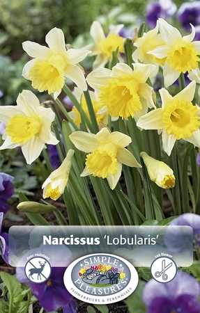 Narcissus Specialty Lobularis | Cappers 8 x 12