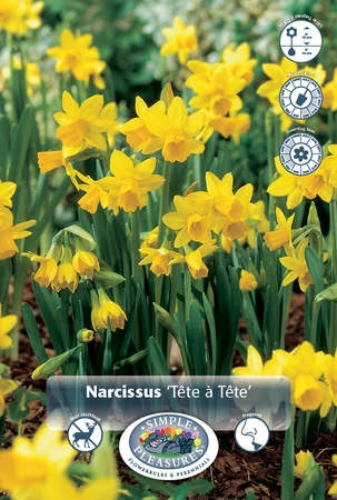 Narcissus Specialty Specie Tete a | 400 pce