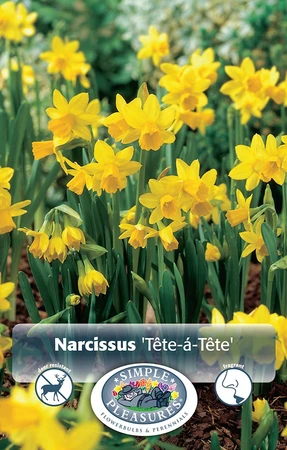 Narcissus Specialty Tete-a-Tete | 100 pce